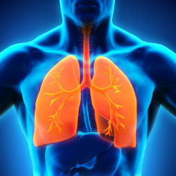Introduction to Respiratory System